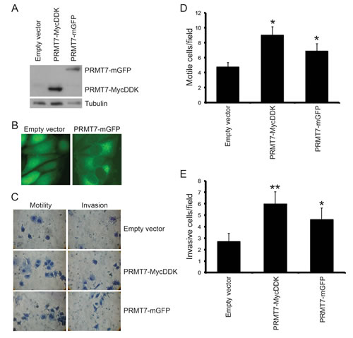 fig4