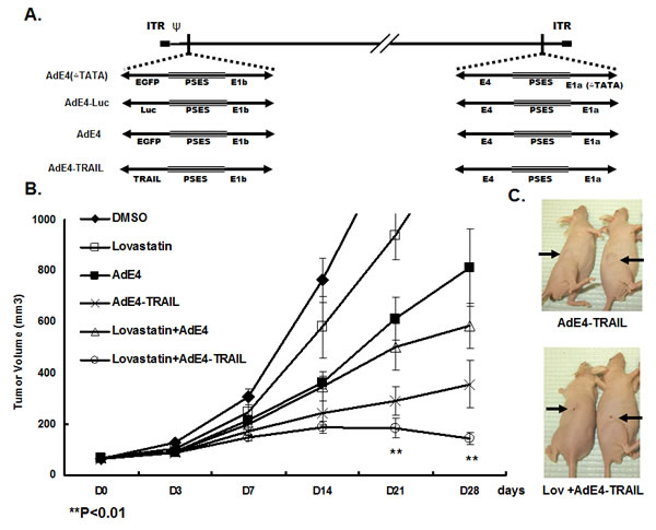 fig1a