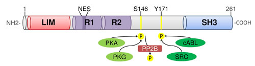 fig1
