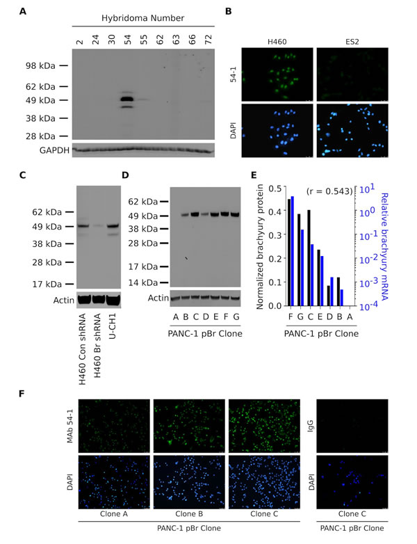 fig1
