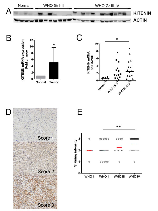 FIG1