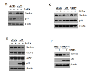 fig1b