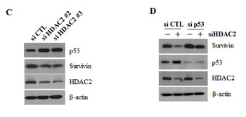 fig2b