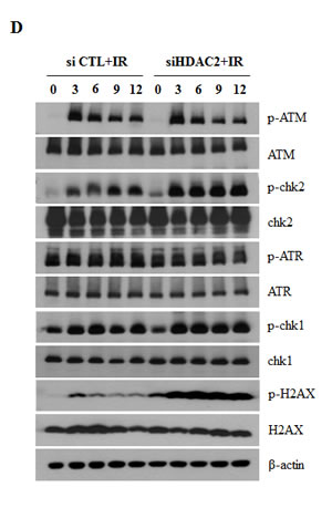 fig6c