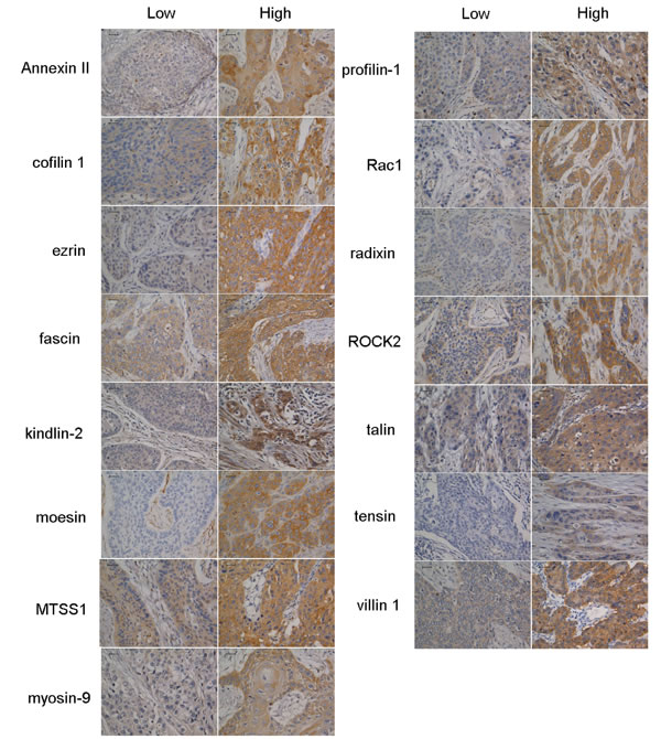 fig1