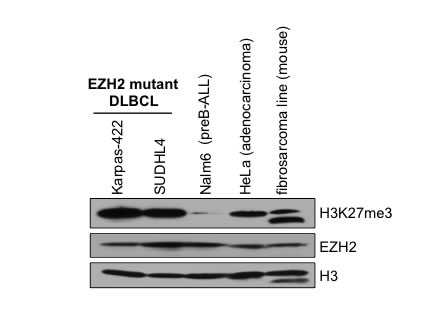 fig1