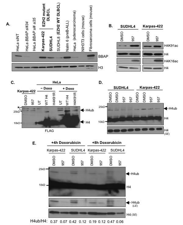 fig7