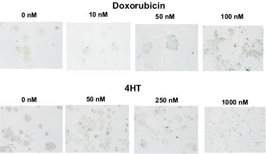 figure 1.pdf