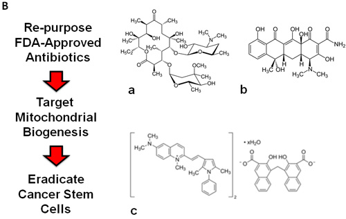fig1b