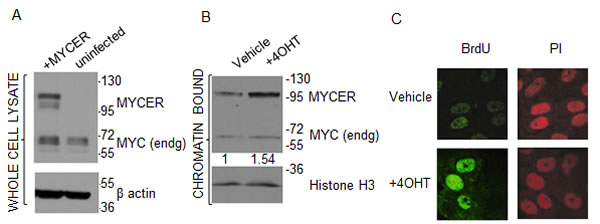 fig1