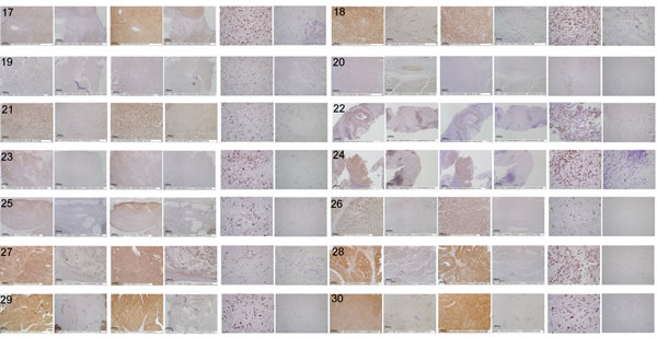 fig2b