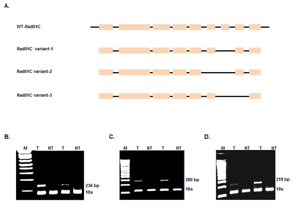 fig2