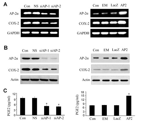 fig2