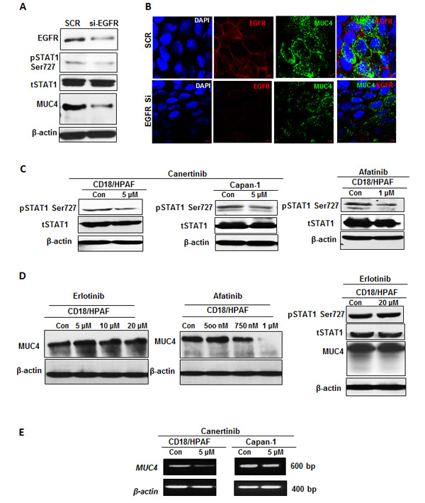 fig2