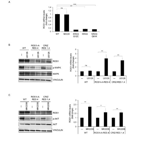 fig5