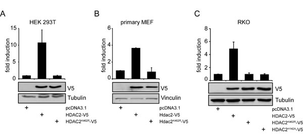 fig1