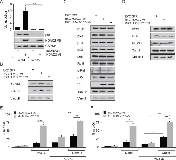 fig2