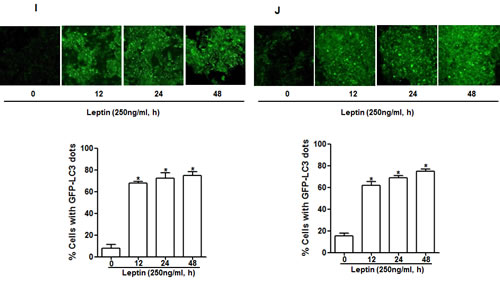 fig2c