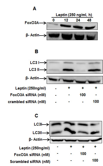 fig5