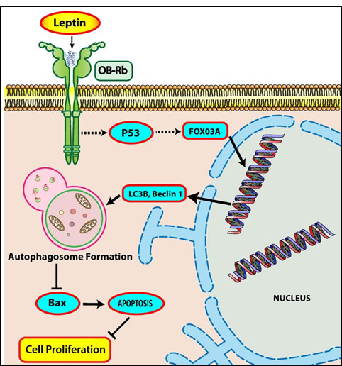 fig8