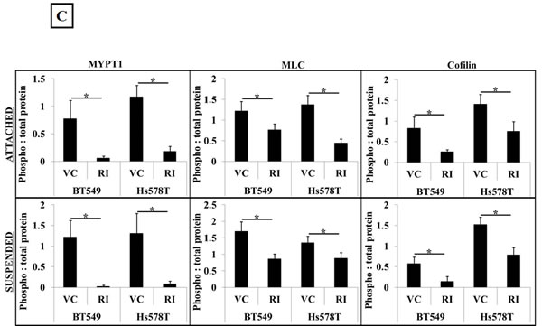 fig1b