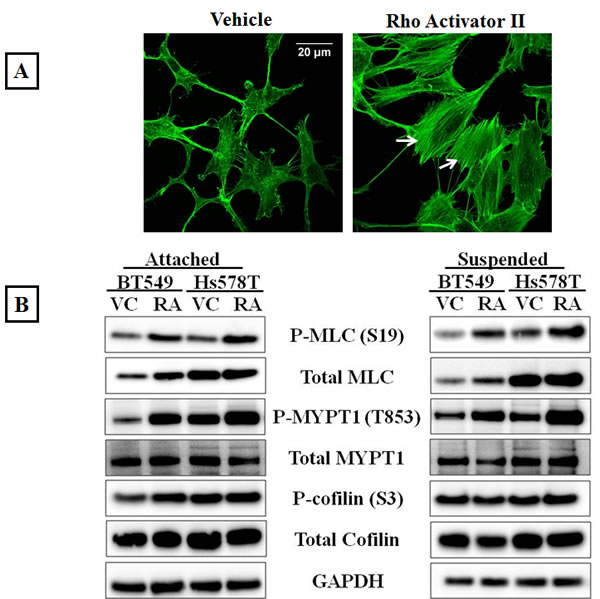 fig2a