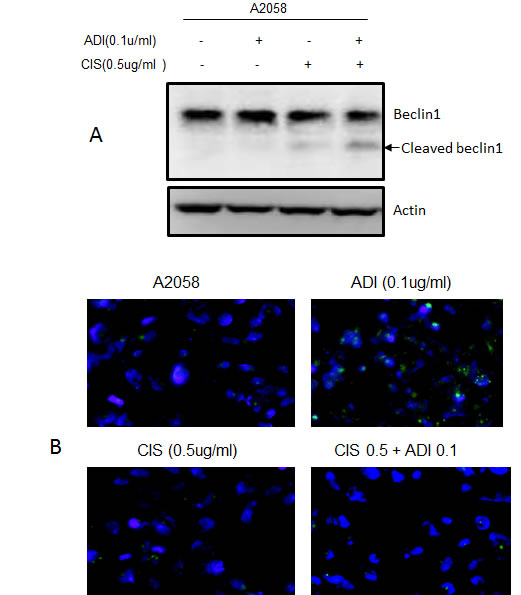 fig6