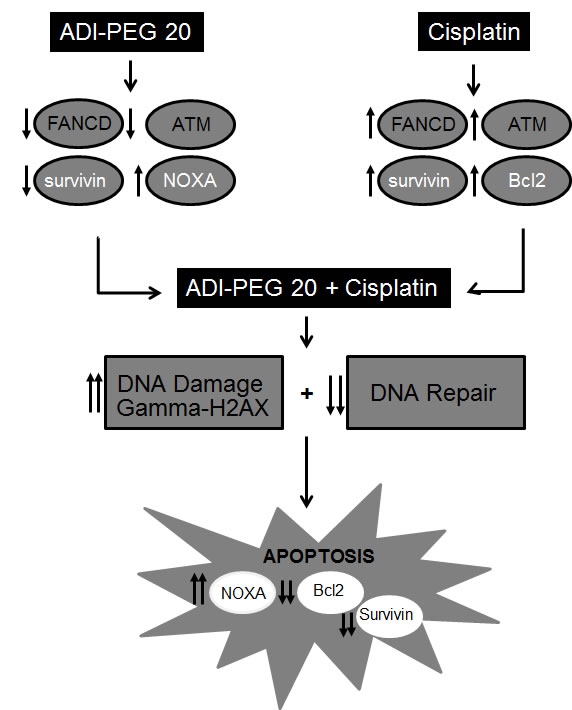 Diagram1