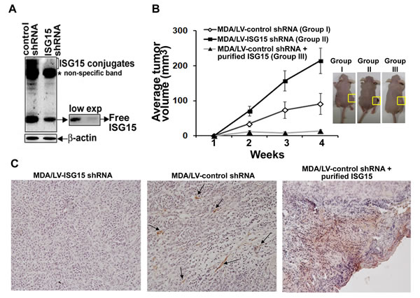 fig2