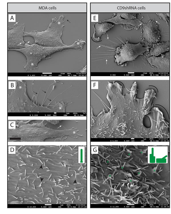 FIG3