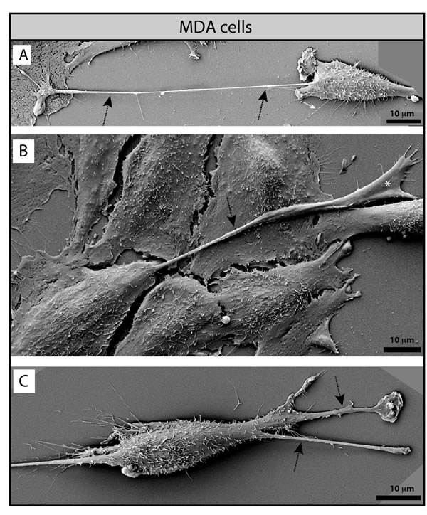 FIG4