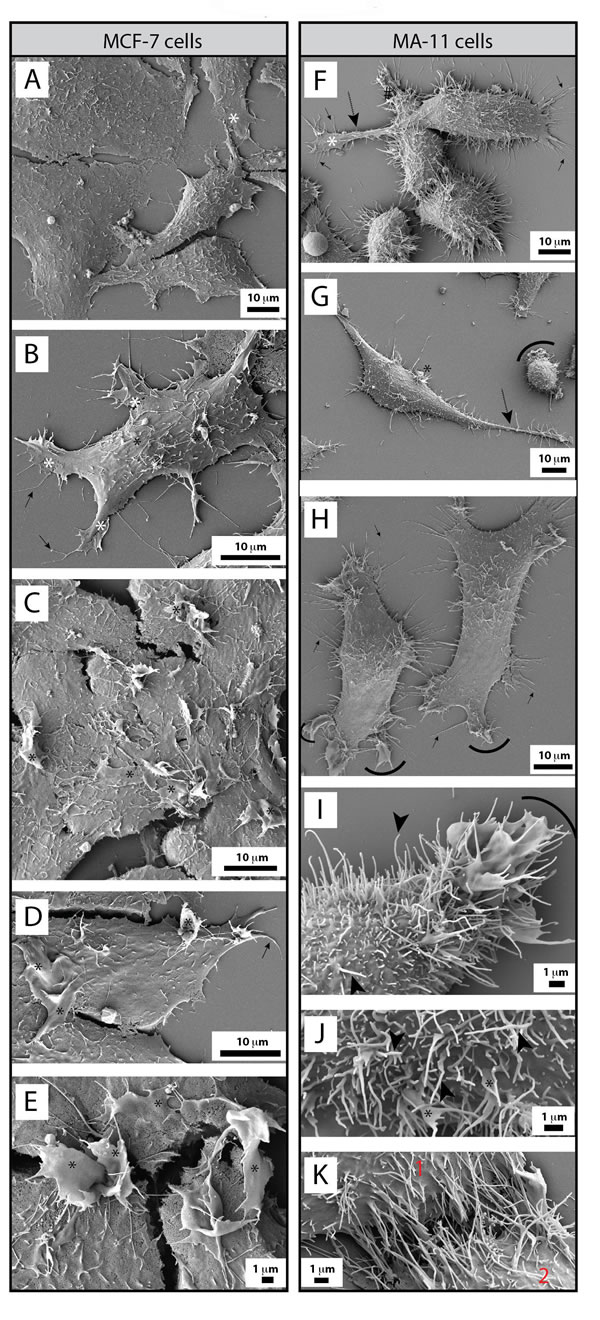 FIG5
