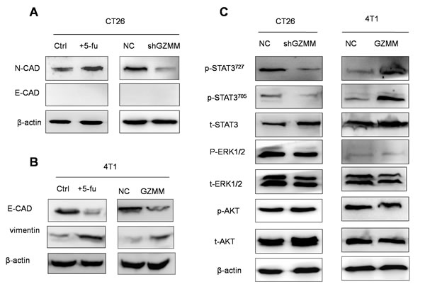 FIG6