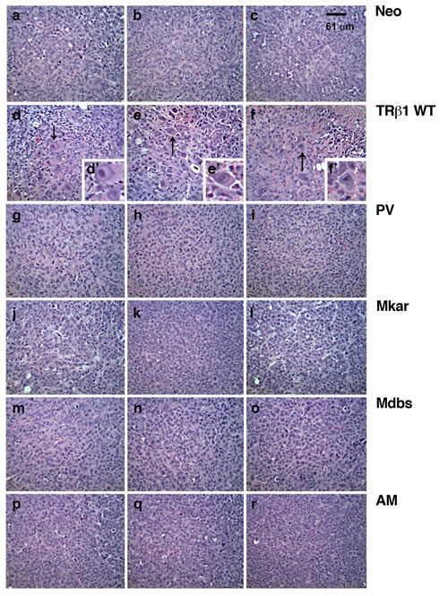 fig4