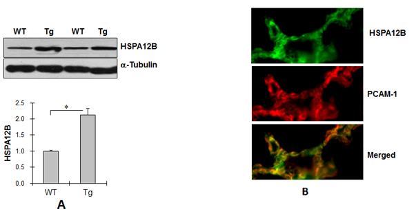 fig1a