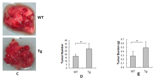 fig1b