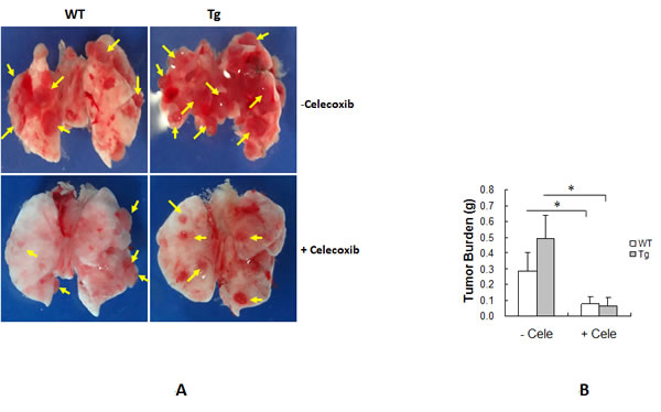 fig6