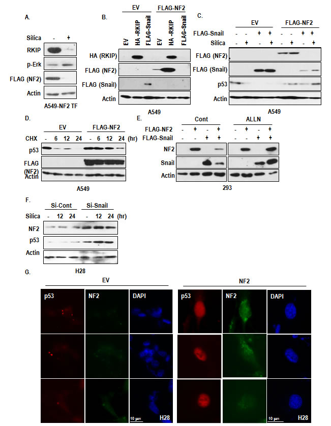 fig5