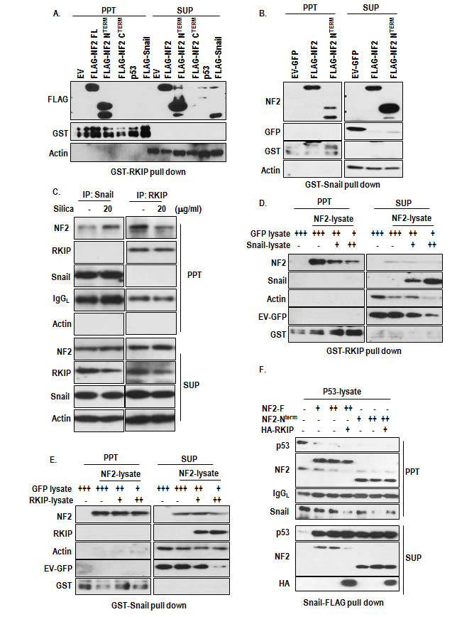 fig6