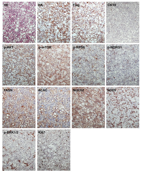 fig2