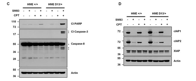 fig1a