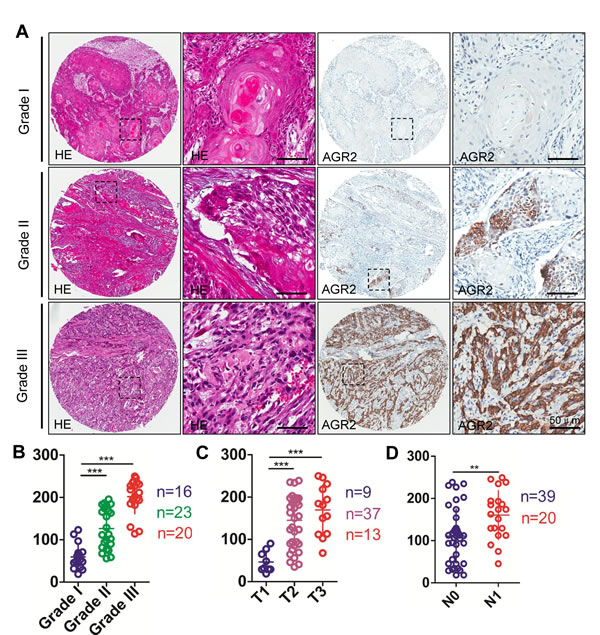 FIG2