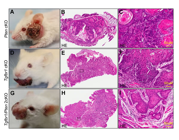 FIG6