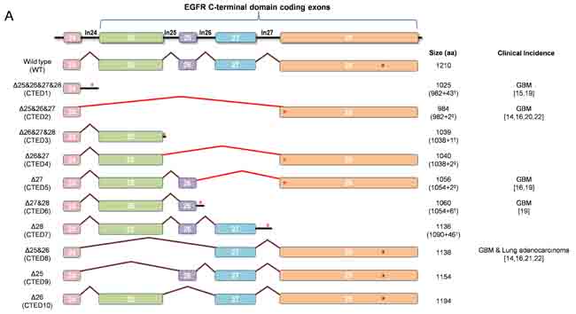 fig1a