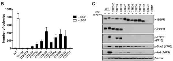 fig1b