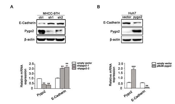 fig2