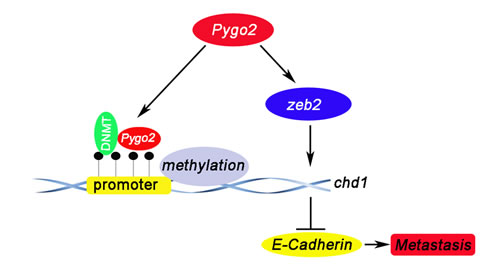 fig8