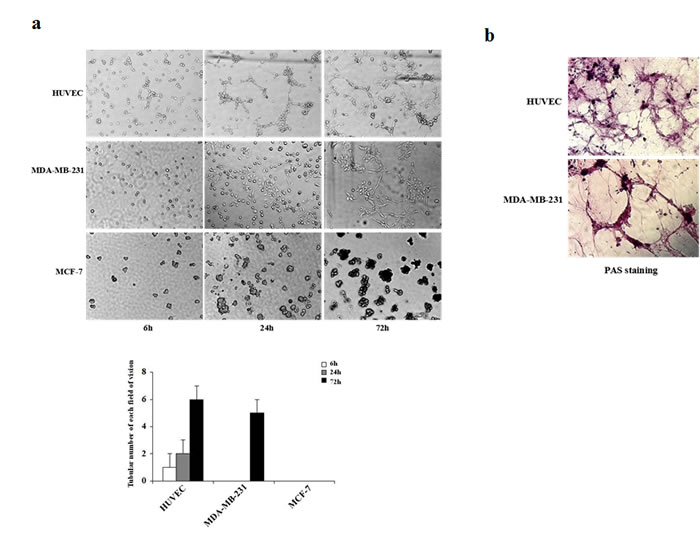 fig1