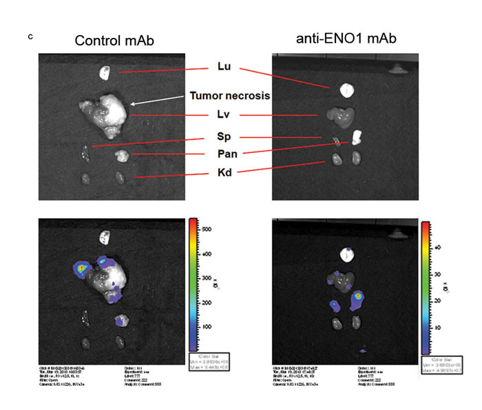 fig4b