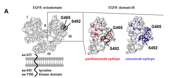 fig1a